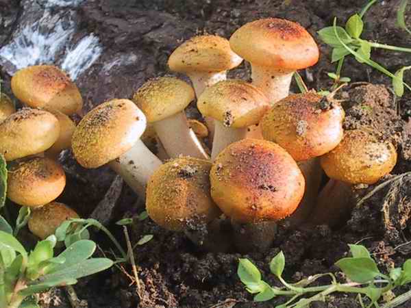  Image name: armillaria_mellea.jpg 
 width: 600 pixel 
 height: 450 pixel 
 Size: 37958 bytes 
 Click to enlarge 